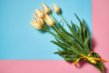 Pembe ve mavi pastel arka plan, kopya alanı üzerinde lale buketi. Bahar en az kavramı. Bayan günü, anneler günü, Sevgililer günü, Paskalya, Doğum günü. Doğa arka plan. Düz yatıyordu, en iyi görünümü