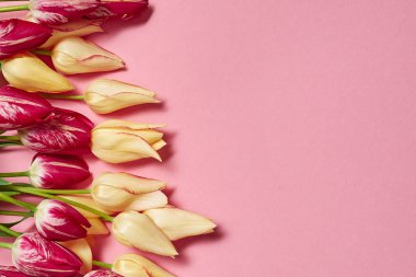 Pastel Kağıt arka plan, kopya alanı üzerinde sarı ve Pembe lale. Bahar en az kavramı. Bayan günü, anneler günü, Sevgililer günü, Paskalya, Doğum günü. Doğa arka plan. Düz yatıyordu, en iyi görünümü