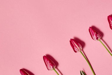 Lale çiçek pembe pastel arka plan, kopya alanı üzerinde. Bahar en az kavramı. Bayan günü, anneler günü, Sevgililer günü, Paskalya, Doğum günü. Doğa arka plan. Düz yatıyordu, en iyi görünümü