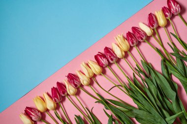 Yaratıcı pastel iki sarı ve pembe laleler, kopya alanı ile arka plan renkleri. Bahar en az kavramı. Bayan günü, anneler günü, Sevgililer günü, Paskalya, Doğum günü. Doğa arka plan. Düz yatıyordu, en iyi görünümü