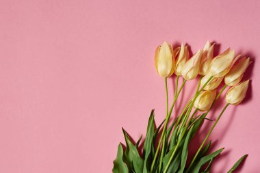 Pastel pembe kopya alanı üzerinde sarı laleler buket. Sping en az kavramı. Bayan günü, anneler günü, Sevgililer günü, Paskalya, Doğum günü. Doğa arka plan. Düz yatıyordu, en iyi görünümü