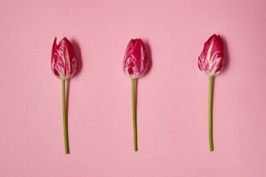 Lale çiçek pastel pembe, kopya alanı izole. Bahar en az kavramı. Bayan günü, anneler günü, Sevgililer günü, Paskalya, Doğum günü. Doğa arka plan. Düz yatıyordu, en iyi görünümü