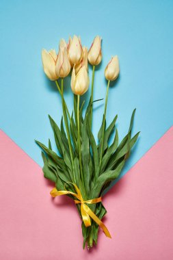 Pembe ve mavi pastel arka plan, kopya alanı üzerinde sarı laleler buket. Bahar en az kavramı. Bayan günü, anneler günü, Sevgililer günü, Paskalya, Doğum günü. Doğa arka plan. Düz yatıyordu, en iyi görünümü