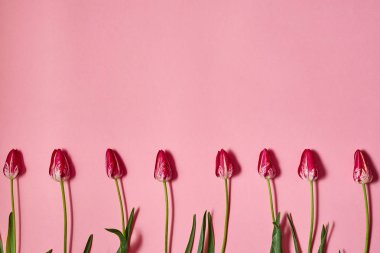 Lale çiçek pastel pembe, kopya alanı kenarlık. Bahar en az kavramı. Bayan günü, anneler günü, Sevgililer günü, Paskalya, Doğum günü. Doğa arka plan. Düz yatıyordu, en iyi görünümü