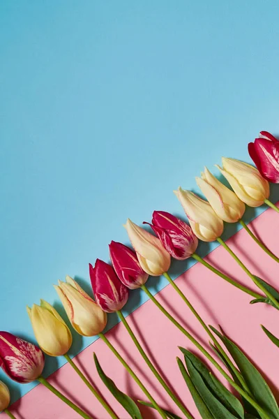 Creative two colors pastel background with yellow and pink tulips, copy space. Spring minimal concept. Womens Day, Mothers Day, Valentine\'s Day, Easter, birthday. Nature background. Flat lay, top view