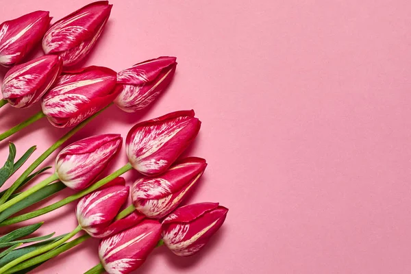 Lale çiçek pembe pastel arka plan, kopya alanı üzerinde. Bahar en az kavramı. Bayan günü, anneler günü, Sevgililer günü, Paskalya, Doğum günü. Doğa arka plan. Düz yatıyordu, en iyi görünümü