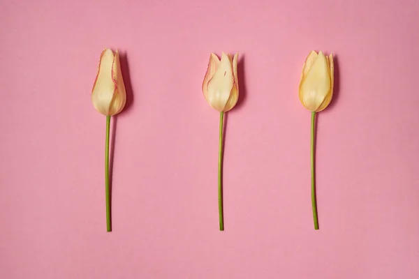 Flores Tulipán Amarillas Aisladas Sobre Fondo Pastel Rosa Espacio Para —  Fotos de Stock