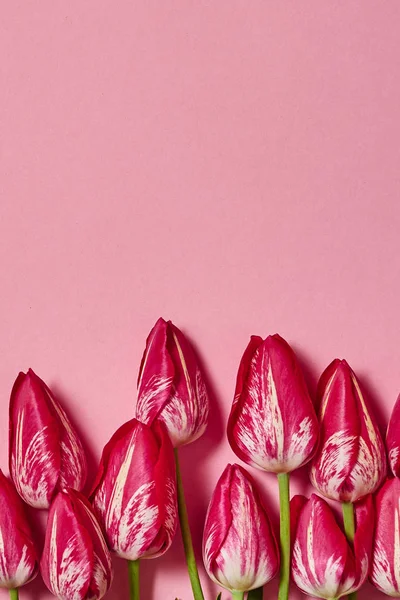 Flores Tulipán Sobre Fondo Pastel Rosa Espacio Para Copiar Concepto —  Fotos de Stock