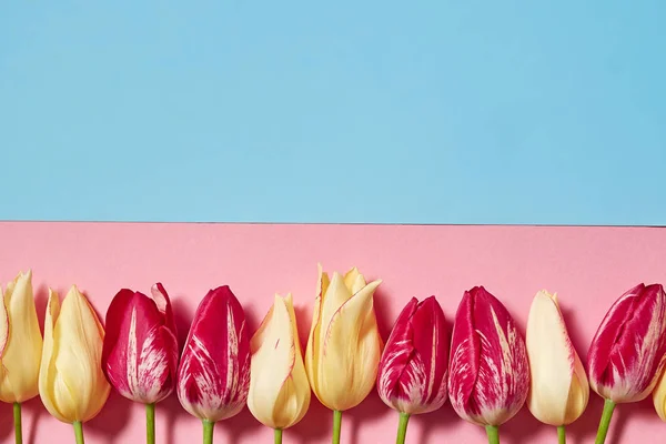 Tulipanes Sobre Fondo Pastel Rosa Azul Espacio Para Copiar Concepto —  Fotos de Stock