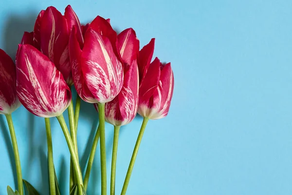 Mavi pastel renkli, kopya alanı üzerinde pembe lale buketi. Bahar en az kavramı. Bayan günü, anneler günü, Sevgililer günü, Paskalya, Doğum günü. Doğa arka plan. Düz yatıyordu, en iyi görünümü