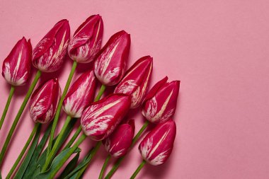Lale çiçek pembe pastel arka plan, kopya alanı üzerinde. Bahar en az kavramı. Bayan günü, anneler günü, Sevgililer günü, Paskalya, Doğum günü. Doğa arka plan. Düz yatıyordu, en iyi görünümü