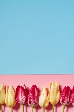 Lale pembe ve mavi pastel arka plan, kopya alanı üzerinde. Bahar en az kavramı. Bayan günü, anneler günü, Sevgililer günü, Paskalya, Doğum günü için tebrik kartı. Doğa arka plan. Düz yatıyordu, en iyi görünümü