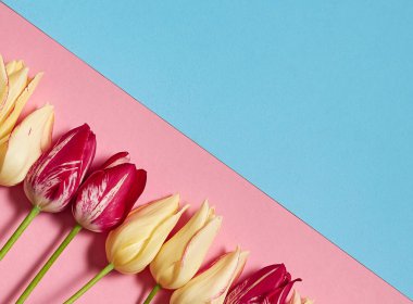 Sarı ve kırmızı lale pembe ve mavi pastel arka plan, kopya alanı üzerinde. Bahar en az kavramı. Bayan günü, anneler günü, Sevgililer günü, Paskalya, Doğum günü. Doğa arka plan. Düz yatıyordu, en iyi görünümü