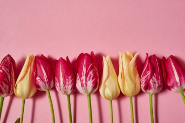 Taze sarı ve Pembe lale pastel Kağıt arka plan, kopya alanı üzerinde. Bahar en az kavramı. Bayan günü, anneler günü, Sevgililer günü, Paskalya, Doğum günü. Doğa arka plan. Düz yatıyordu, en iyi görünümü