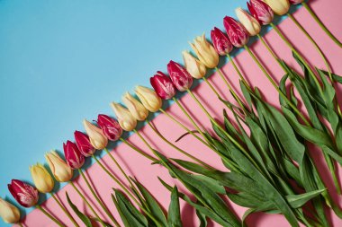 Yaratıcı iki renk pastel ile arka plan sarı ve pembe laleler, kopya alanı. Bahar en az kavramı. Bayan günü, anneler günü, Sevgililer günü, Paskalya, Doğum günü. Düz yatıyordu, en iyi görünümü