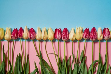 Lale pembe ve mavi pastel arka plan, kopya alanı üzerinde. Bahar en az kavramı. Bayan günü, anneler günü, Sevgililer günü, Paskalya, Doğum günü kartı. Doğa arka plan. Düz yatıyordu, en iyi görünümü