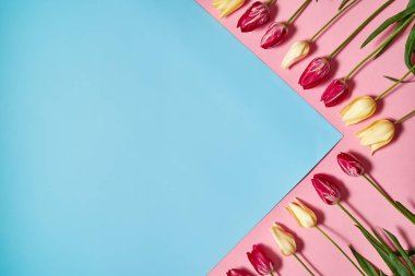 Yaratıcı iki renk pastel ile arka plan sarı ve pembe laleler, kopya alanı. Bahar en az kavramı. Bayan günü, anneler günü, Sevgililer günü, Paskalya, Doğum günü. Doğa arka plan. Düz yatıyordu, en iyi görünümü