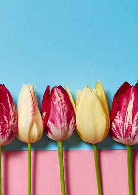 Sarı ve kırmızı lale pembe ve mavi pastel arka plan, kopya alanı üzerinde. Bahar en az kavramı. Bayan günü, anneler günü, Sevgililer günü, Paskalya, Doğum günü. Doğa arka plan. Düz yatıyordu, en iyi görünümü
