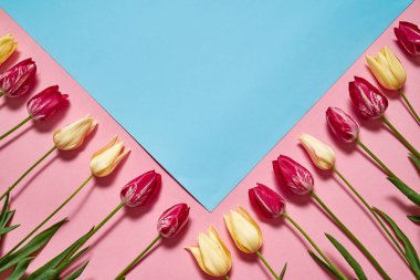 Yaratıcı iki renk pastel arka plan ile lale, kopya alanı. Bahar en az kavramı. Bayan günü, anneler günü, Sevgililer günü, Paskalya, Doğum günü. Doğa arka plan. Düz yatıyordu, en iyi görünümü