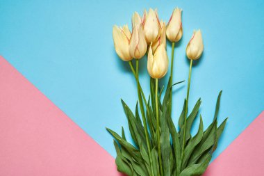 Pembe ve mavi pastel arka plan, kopya alanı üzerinde lale buketi. Bahar en az kavramı. Bayan günü, anneler günü, Sevgililer günü, Paskalya, Doğum günü. Doğa arka plan. Düz yatıyordu, en iyi görünümü