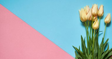 Pembe ve mavi tek kişilik arka plan, kopya alanı üzerinde lale buketi. Bahar en az kavramı. Bayan günü, anneler günü, Sevgililer günü, Paskalya, Doğum günü. Doğa arka plan. Düz yatıyordu, en iyi görünümü