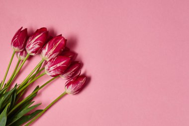 Pastel pembe kopya alanı üzerinde lale buketi. Bahar en az kavramı. Bayan günü, anneler günü, Sevgililer günü, Paskalya, Doğum günü. Doğa arka plan. Düz yatıyordu, en iyi görünümü