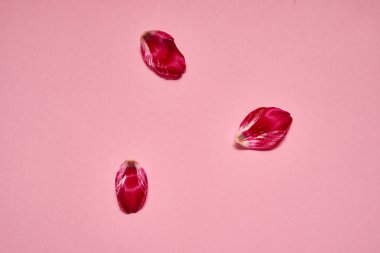 Lale yaprakları üzerinde pastel pembe kopya alanı. Bahar en az kavramı. Bayan günü, anneler günü, Sevgililer günü, Paskalya, Doğum günü için tebrik kartı. Doğa arka plan. Düz yatıyordu, en iyi görünümü