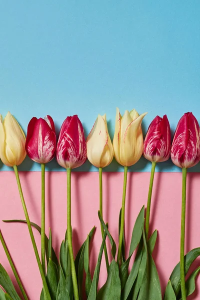 Tulips on two colors pastel background, copy space. Spring minimal concept. Holiday greeting card for Womens Day, Mothers Day, Valentine\'s Day, Easter, birthday. Nature background. Flat lay, top view