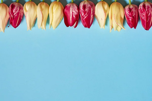 Tulipanes Sobre Fondo Pastel Azul Espacio Para Copiar Concepto Mínimo —  Fotos de Stock