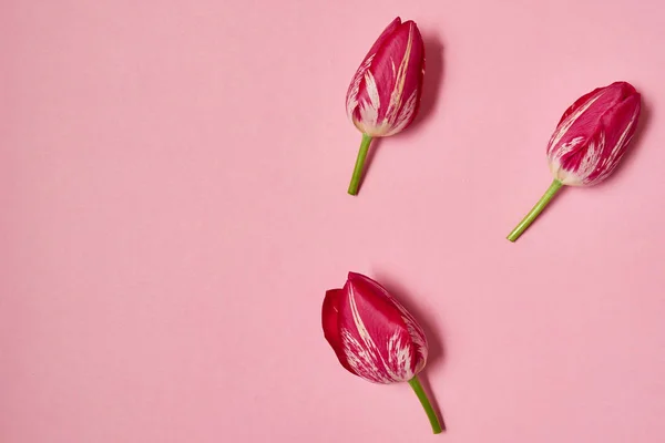 Flores Tulipán Sobre Fondo Pastel Rosa Espacio Para Copiar Concepto —  Fotos de Stock