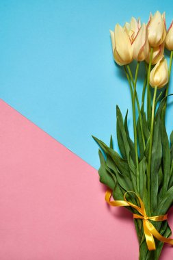 Pembe ve mavi pastel arka plan, kopya alanı üzerinde sarı laleler buket. Bahar en az kavramı. Bayan günü, anneler günü, Sevgililer günü, Paskalya, Doğum günü. Doğa arka plan. Düz yatıyordu, en iyi görünümü