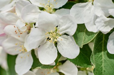 Şu yeni gelişen ağaç bahar, kopya alanı dalı. Güzel beyaz çiçekler ile elma ağacı. Doğa ve bahar arka plan, boş alan