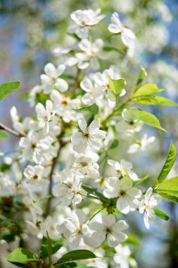 Mavi gökyüzü arka plan, kopya alanı üzerinde çiçek açması ağaç bahar dalları. Kiraz ağacı güzel beyaz çiçekli. Doğa ve bahar arka plan, boş alan