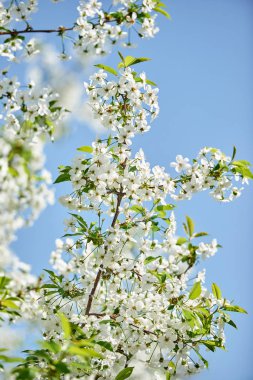 Mavi gökyüzü arka plan, kopya alanı üzerinde çiçek açması ağaç bahar dalları. Kiraz ağacı güzel beyaz çiçekli. Doğa ve bahar arka plan, boş alan