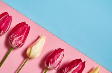 Lale pembe ve mavi pastel arka plan, kopya alanı üzerinde. Bahar en az kavramı. Bayan günü, anneler günü, Sevgililer günü, Paskalya, Doğum günü kartı. Doğa arka plan. Düz yatıyordu, en iyi görünümü