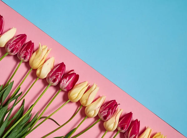 Tulipanes Sobre Fondo Pastel Rosa Azul Espacio Para Copiar Concepto —  Fotos de Stock