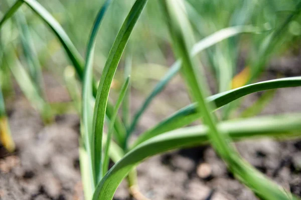 Gros Plan Plante Ail Espace Copie Jeunes Feuilles Oignon Vert — Photo