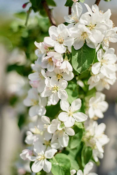 Branches Spring Blossoming Tree Copy Space Apple Tree Beautiful White — Stock Photo, Image