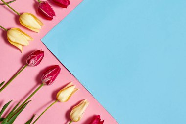 Sarı ve kırmızı lale pembe ve mavi pastel arka plan, kopya alanı üzerinde. Bahar en az kavramı. Bayan günü, anneler günü, Sevgililer günü, Paskalya, Doğum günü. Doğa arka plan. Düz yatıyordu, en iyi görünümü