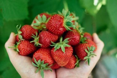 Taze holding kadın eller closeup çilek Bahçe, kopya alanı aldı. Olgun organik çilek yeşil yaprakları zemin üzerine avuç. Sağlıklı gıda kavramı