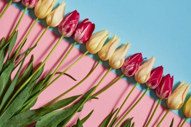 Lale pembe ve mavi pastel arka plan, kopya alanı üzerinde. Bahar en az kavramı. Bayan günü, anneler günü, Sevgililer günü, Paskalya, Doğum günü kartı. Doğa arka plan. Düz yatıyordu, en iyi görünümü