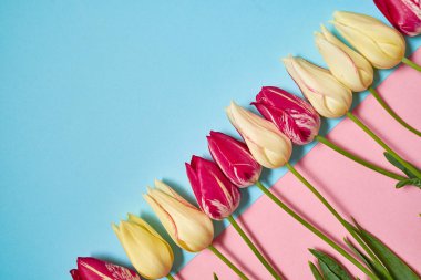 Yaratıcı iki renk pastel ile arka plan sarı ve pembe laleler, kopya alanı. Bahar en az kavramı. Bayan günü, anneler günü, Sevgililer günü, Paskalya, Doğum günü. Doğa arka plan. Düz yatıyordu, en iyi görünümü