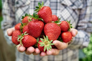Taze holding kadın eller closeup çilek Bahçe, kopya alanı aldı. Olgun kırmızı çilek avuç. Sağlıklı gıda kavramı