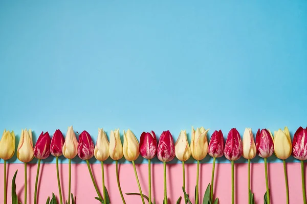 Creativo Fondo Pastel Dos Colores Con Tulipanes Amarillos Rosados Espacio —  Fotos de Stock