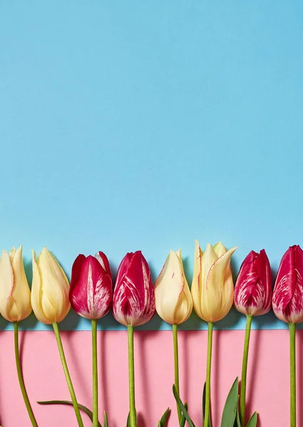 Tulipanes Sobre Fondo Pastel Rosa Azul Espacio Para Copiar Concepto —  Fotos de Stock