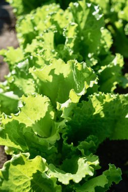 Taze yeşil salata yaprakları Bahçe yatağa güneşli yaz günü, kopya alanı büyüyen kapatın. Doğal arka plan