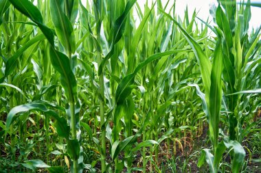 Genç organik yeşil Mısır alan güneşli yaz gün, kopya alanı. Doğa arka plan 