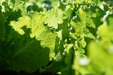 Taze yeşil salata yaprakları Bahçe yatağa güneşli yaz günü, kopya alanı büyüyen kapatın. Doğal arka plan