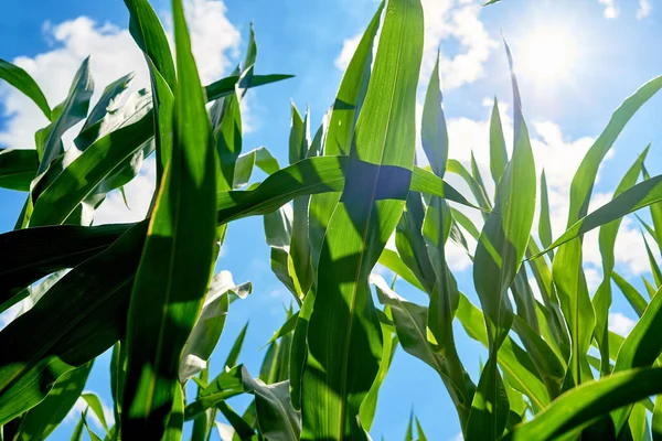 Young Organic Green Corn Field Blue Sky Beautiful Clouds Sunny — Stock Photo, Image