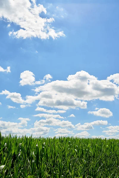 Young Organic Green Corn Field Blue Sky Beautiful Clouds Sunny — Stock Photo, Image